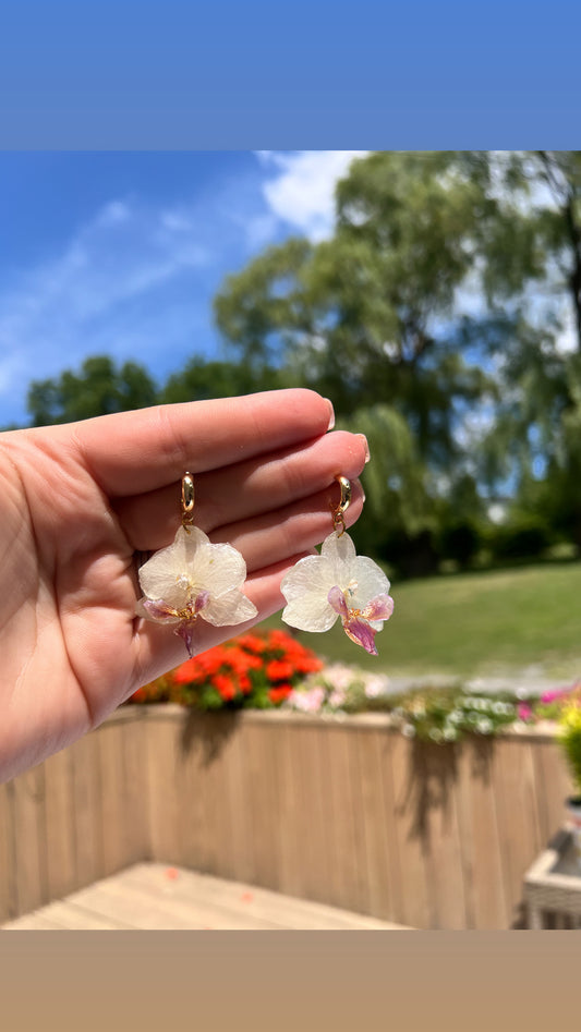 Small White Orchids